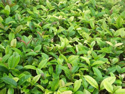 桂花苗价格:提供新的途径和开拓新型产业建设的渠道的图片69