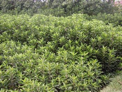 桂花苗价格:京山县2009年全县户籍人口65的图片7