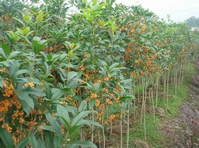 桂花树苗:桂花历险记_no.73