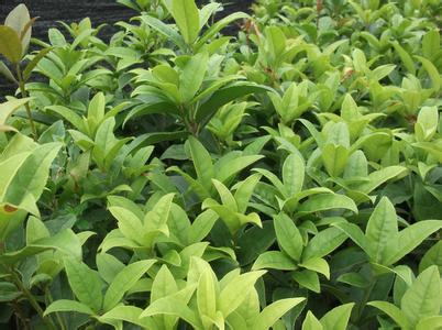 桂花树苗:桂花汤用米和小米_no.78