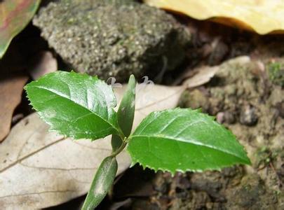 桂花苗:信阳南方种桂花1026的适宜性研究_no.99